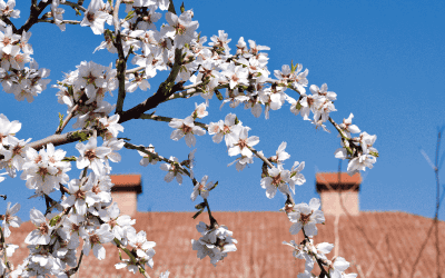 How Spring Showers Can Affect Your Roof (and What to Do About It)